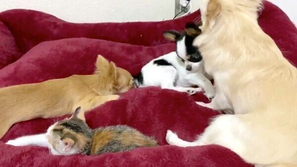 集まるチワワ3兄弟とものこちゃん