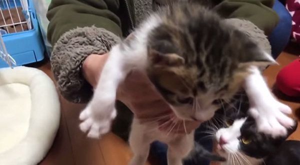 体重測定をする子猫