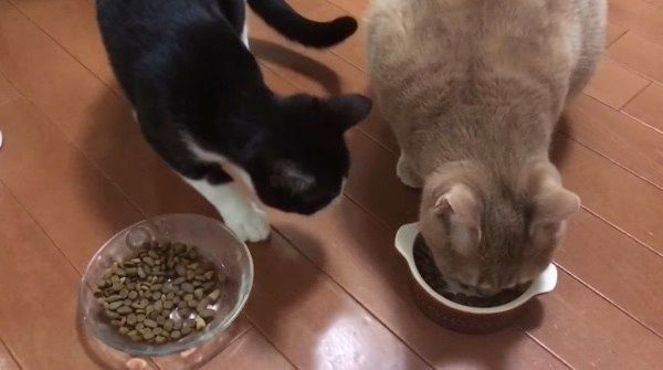 好奇心旺盛な猫