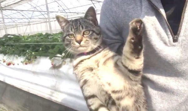 飼い主さんに抱っこされるコタローくん