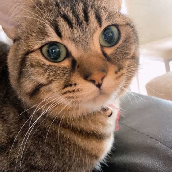 マンチカンのアップ