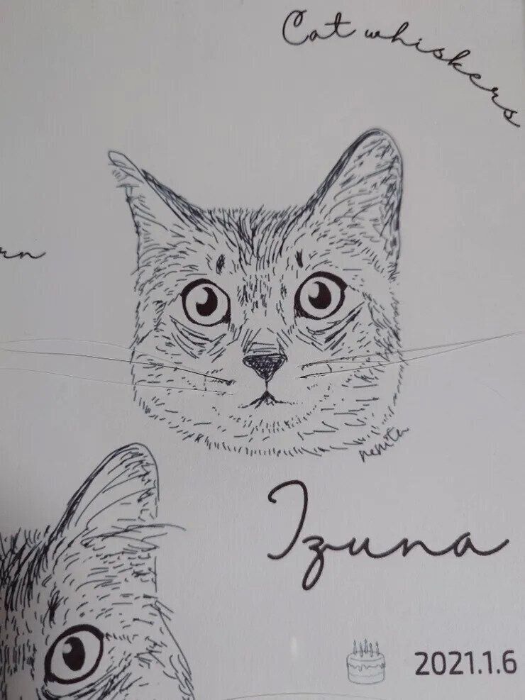 猫ひげストックイラスト　アップ