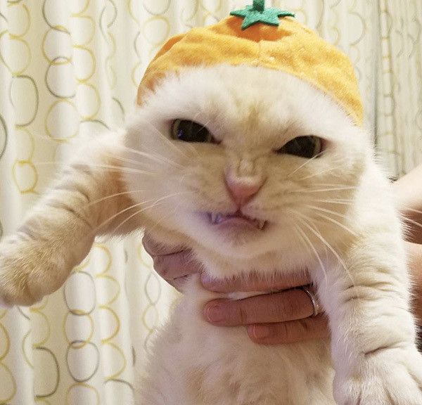 怒ったマンチカン