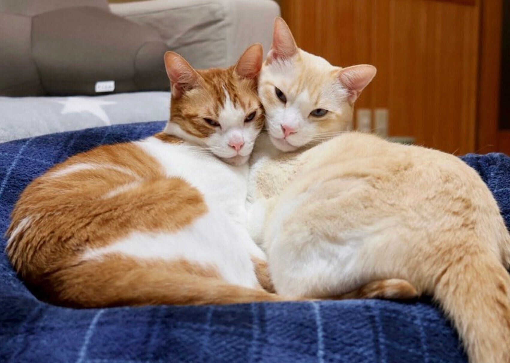 2才2カ月のころの樂くんと雅くん