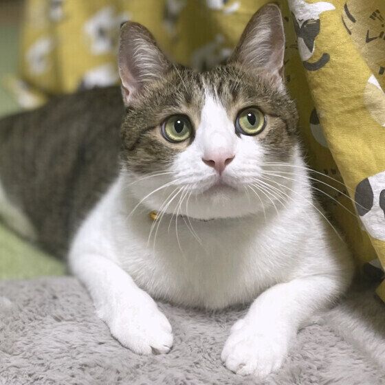 Mix（茶×白）の五郎くん♪