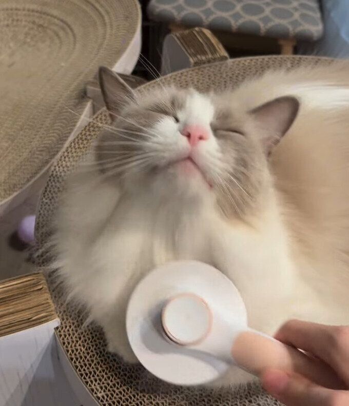 うっとりとした表情のラグドール