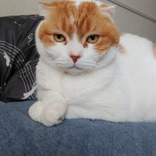 見つめるスコティッシュフォールド