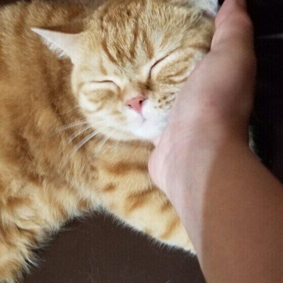 なでられる猫（スコティッシュフォールド、メス）