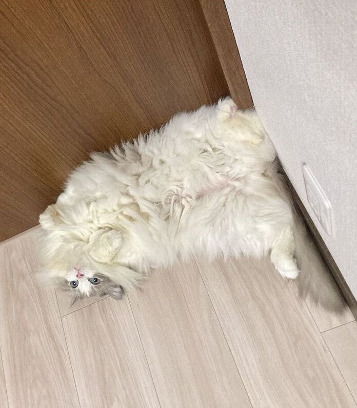 床に寝転がるちまきちゃん