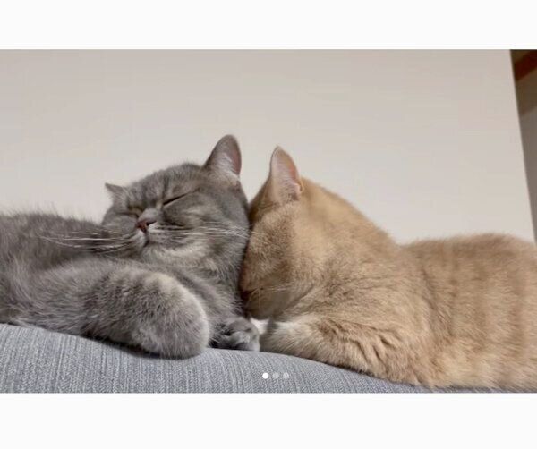 あおちゃんに顔をめり込ませて眠るむぎくん