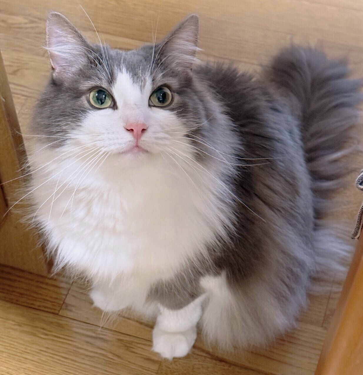 クールな印象の直哉くん