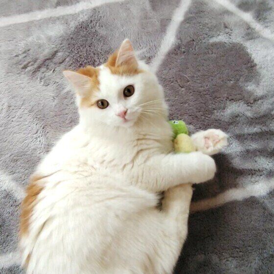 ぬいぐるみを抱くマンチカン