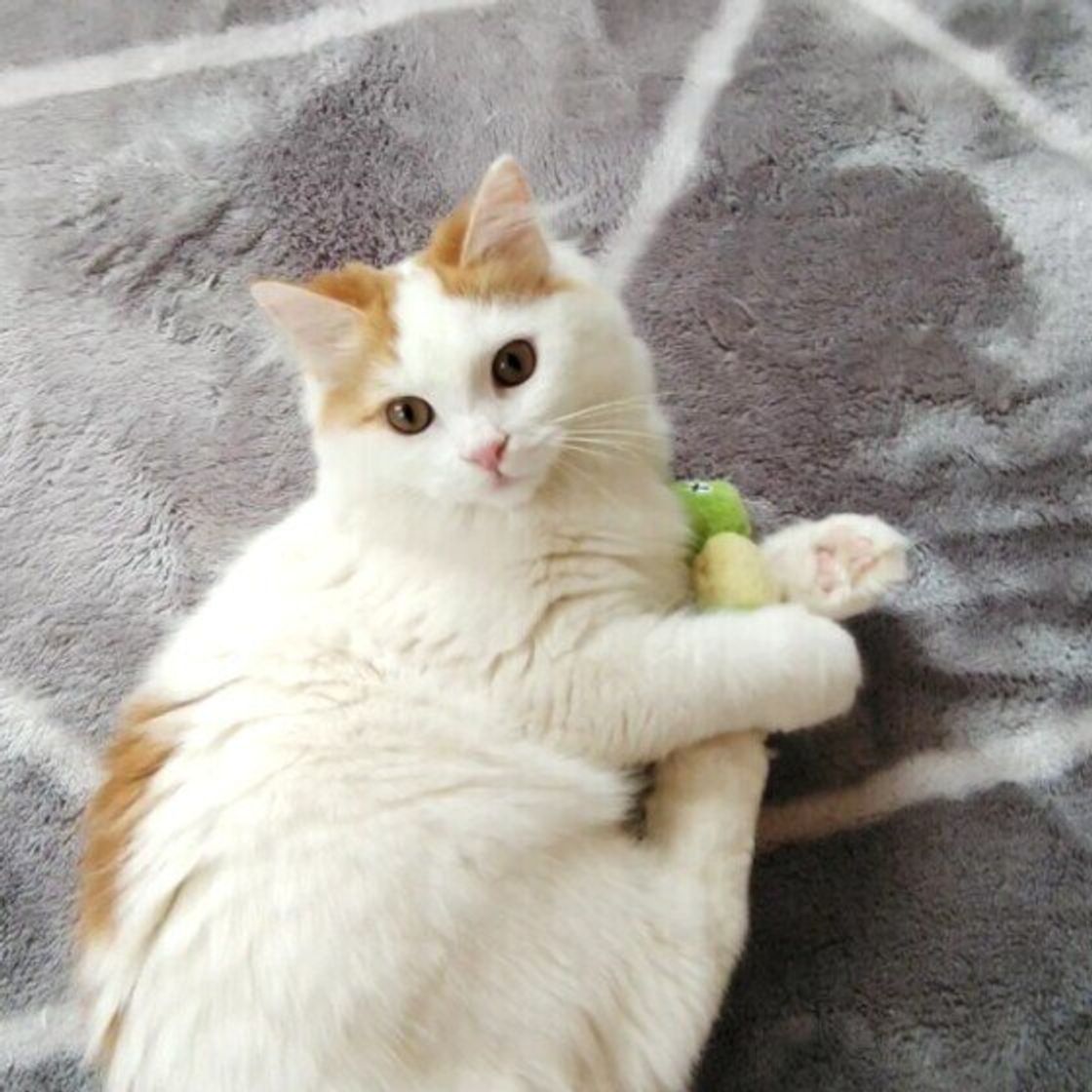 猫が朝早くに飼い主を起こしにくる理由や対処法は 獣医師が解説 ねこのきもちweb Magazine 猫が朝早くに飼い主を起こしにくる理由や対処法は 獣医師が解説 ねこのきもちweb Magazine