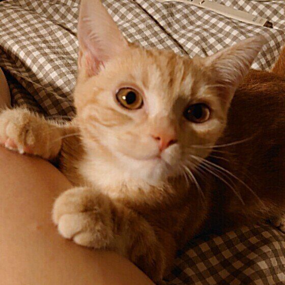 飼い主さんにくっつく猫