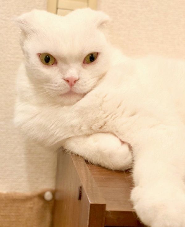 ブラッシング後、別猫のような姿になってしまったむくちゃん