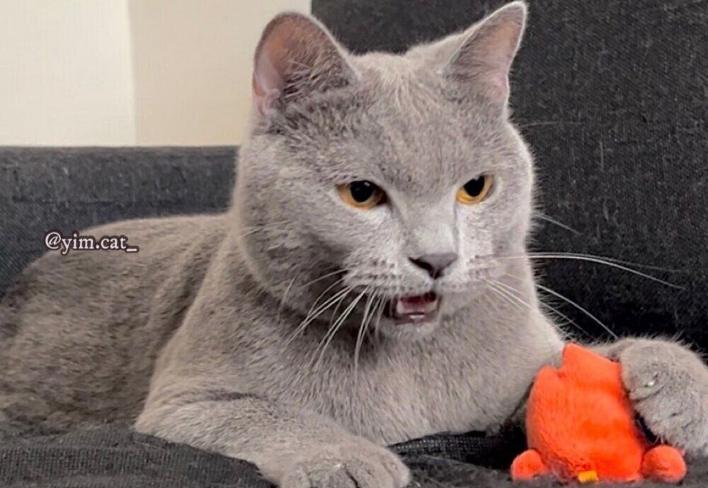 疲れきった表情を浮かべるイムくん