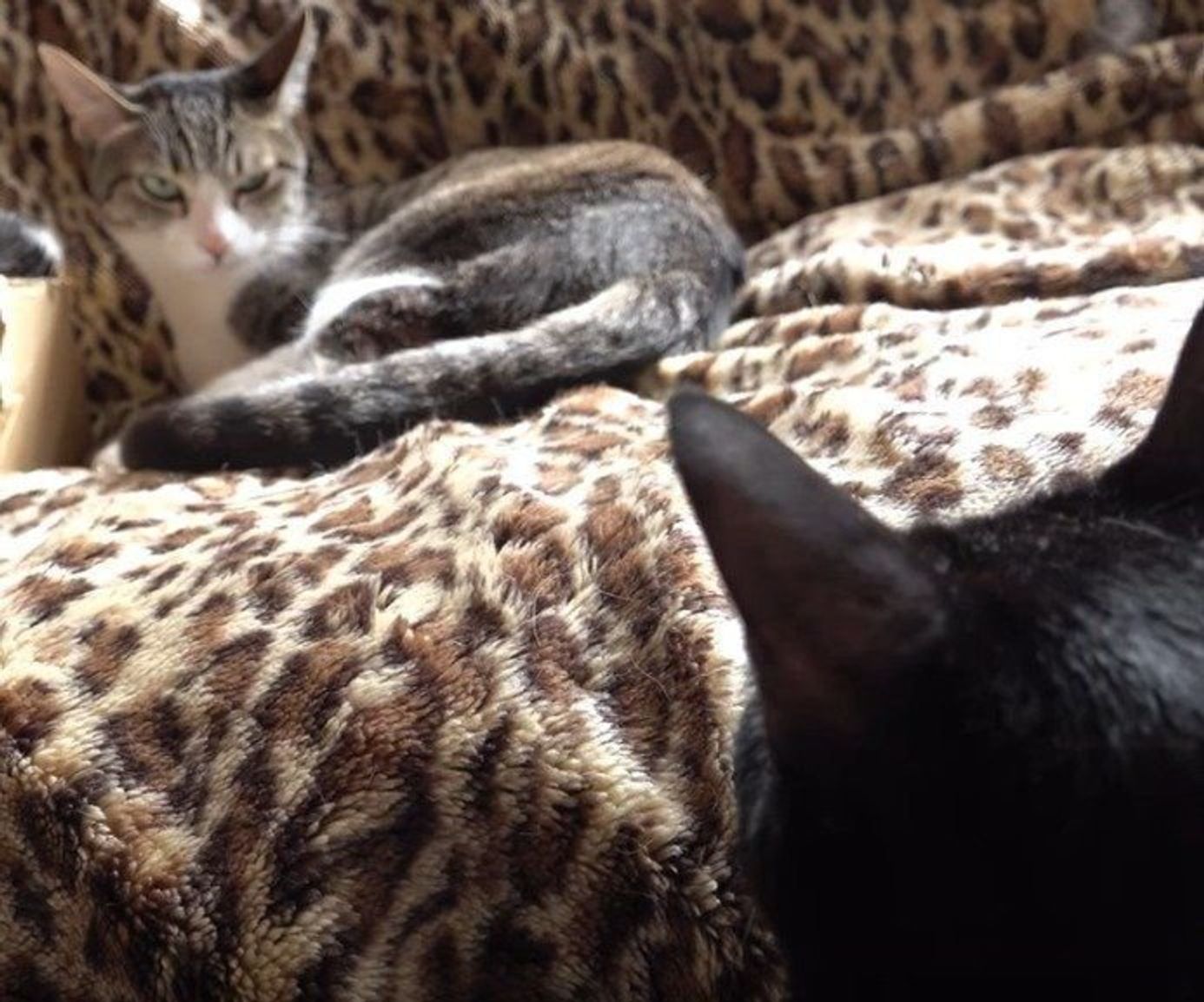 優しい猫が豹変 なに見てんのよ と黒猫を睨む理由とは ねこのきもちweb Magazine 優しい猫が豹変 なに見てんのよ と黒猫を睨む理由とは ねこのきもちweb Magazine