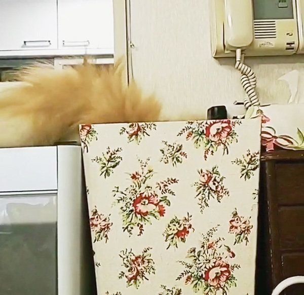 ゴミ箱で遊ぶミヌエット