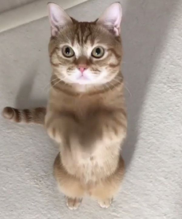 ハイタッチをする猫