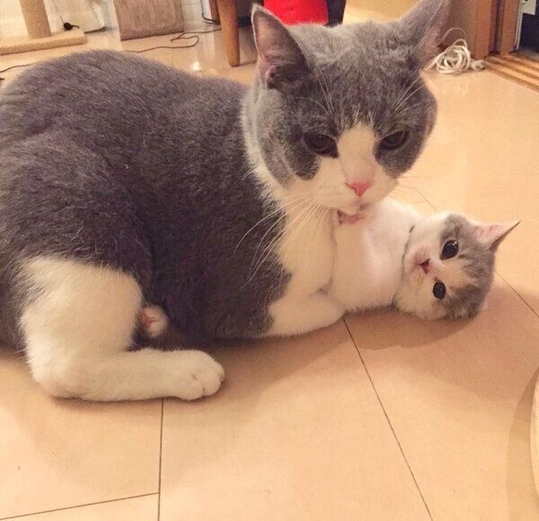 じゃれ合うねね子ちゃん、ドラ千代くん