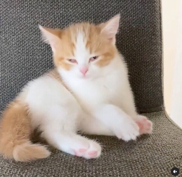 ウトウトする子猫時代のはなちゃん