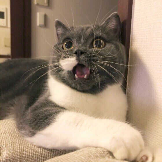 ヒゲが立派なスコティッシュフォールド