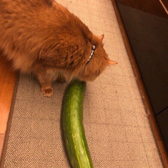 きゅうりを見つめるソマリ