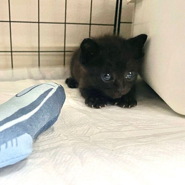 見つめるこぐまくん