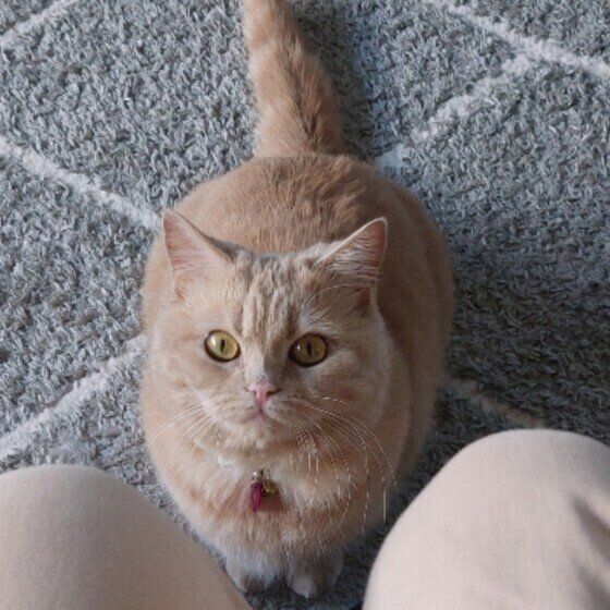 じっと見つめてくるマンチカン