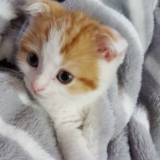 抱っこされるスコティッシュフォールド