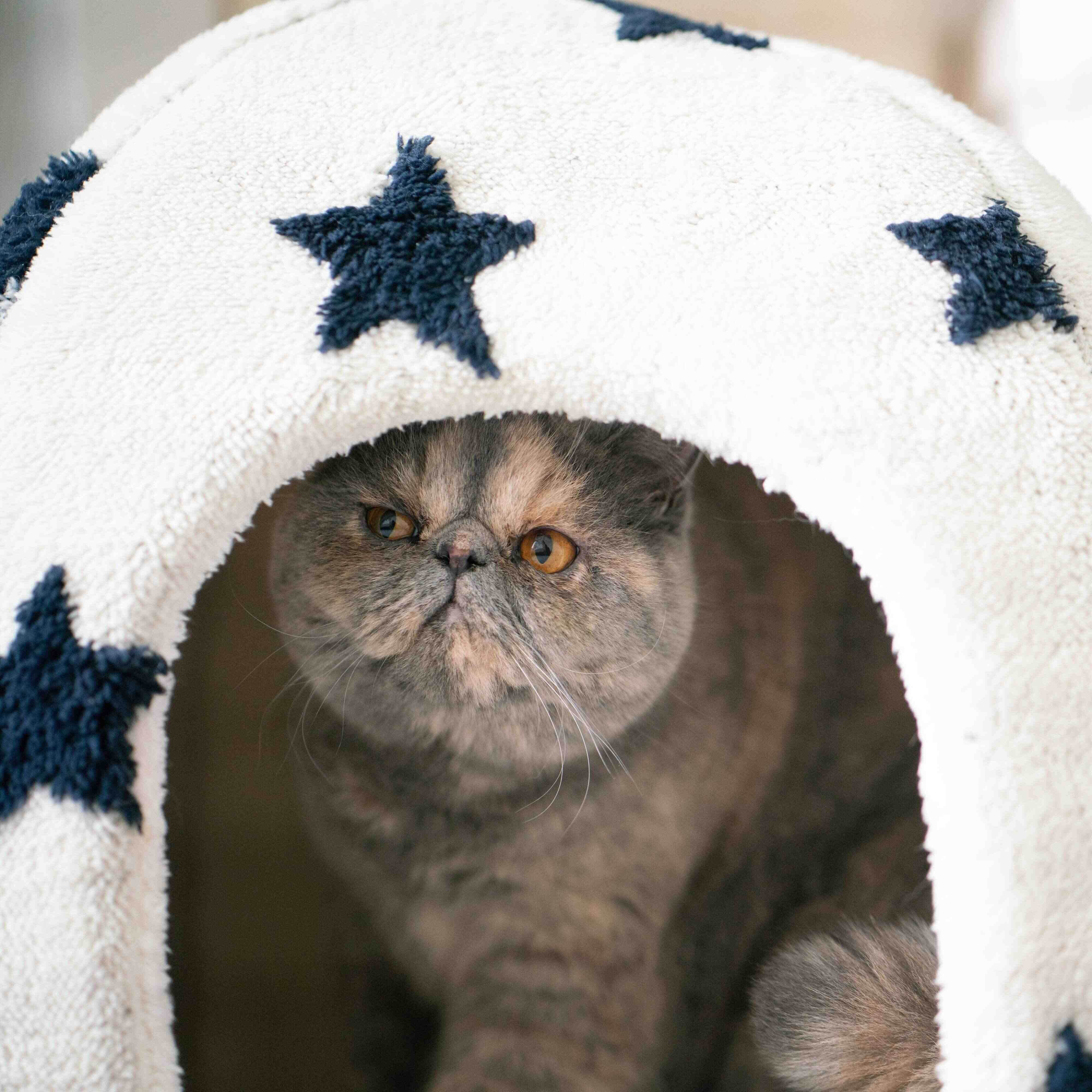 撮影／石原さくら