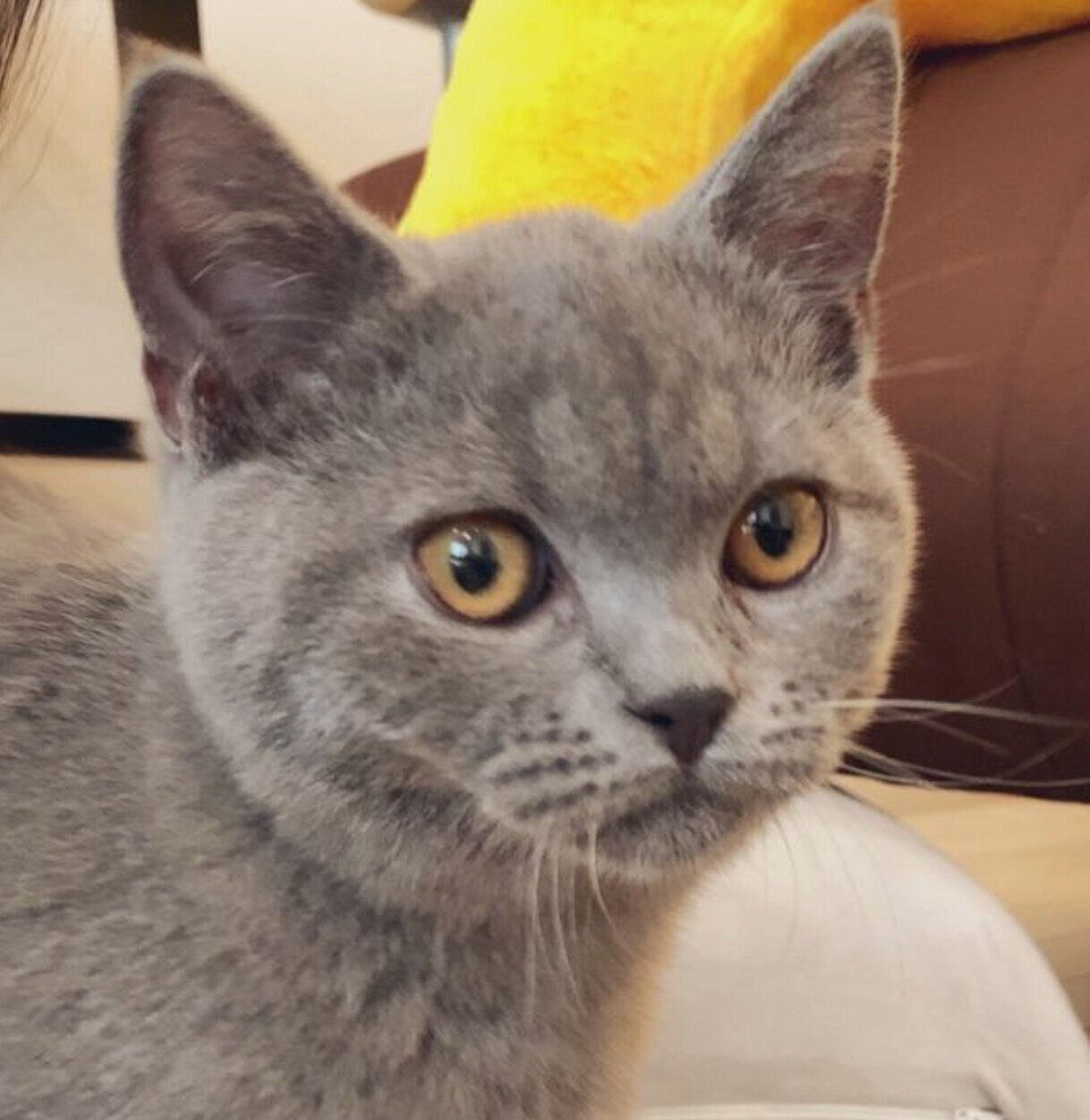 お迎え初日のおはぎくん