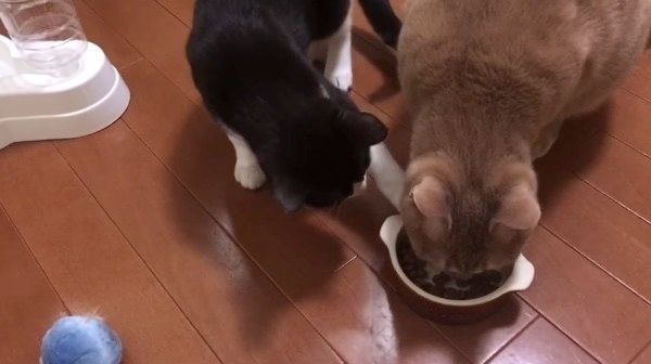 好奇心旺盛な猫