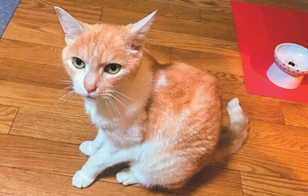慢性腎臓病になった猫