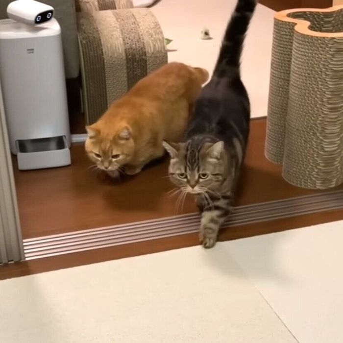 ベッドに向かうプリンちゃんとメルちゃん