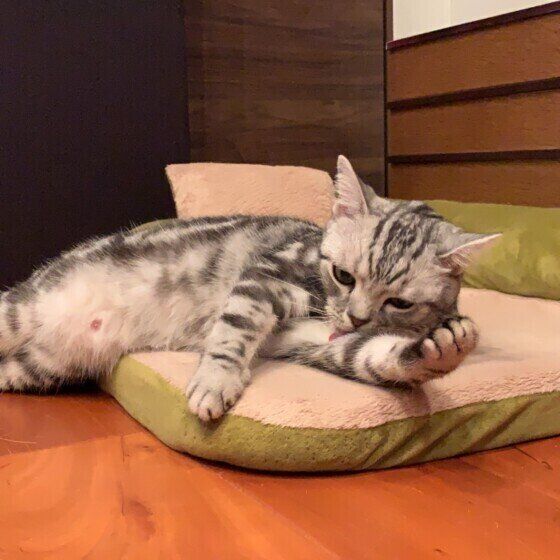 アメリカンショートヘアの姫ちゃん♪