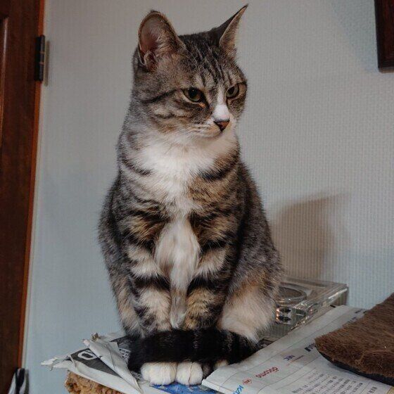 おすわりする猫