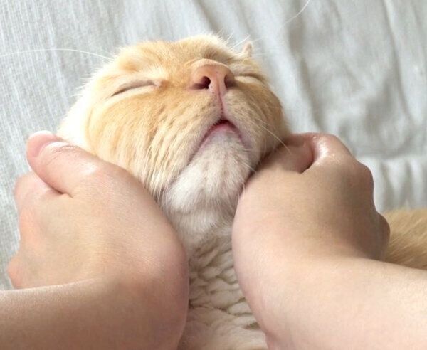 味のある表情をするてとちゃん