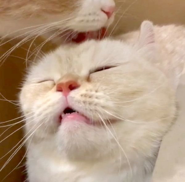 スコティッシュフォールドに頭を舐めてもらうアメリカンカール