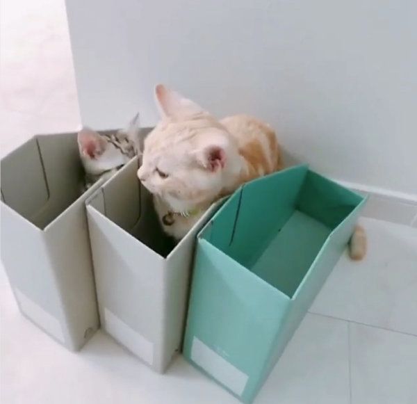 箱の中で遊ぶアメリカンショートヘア