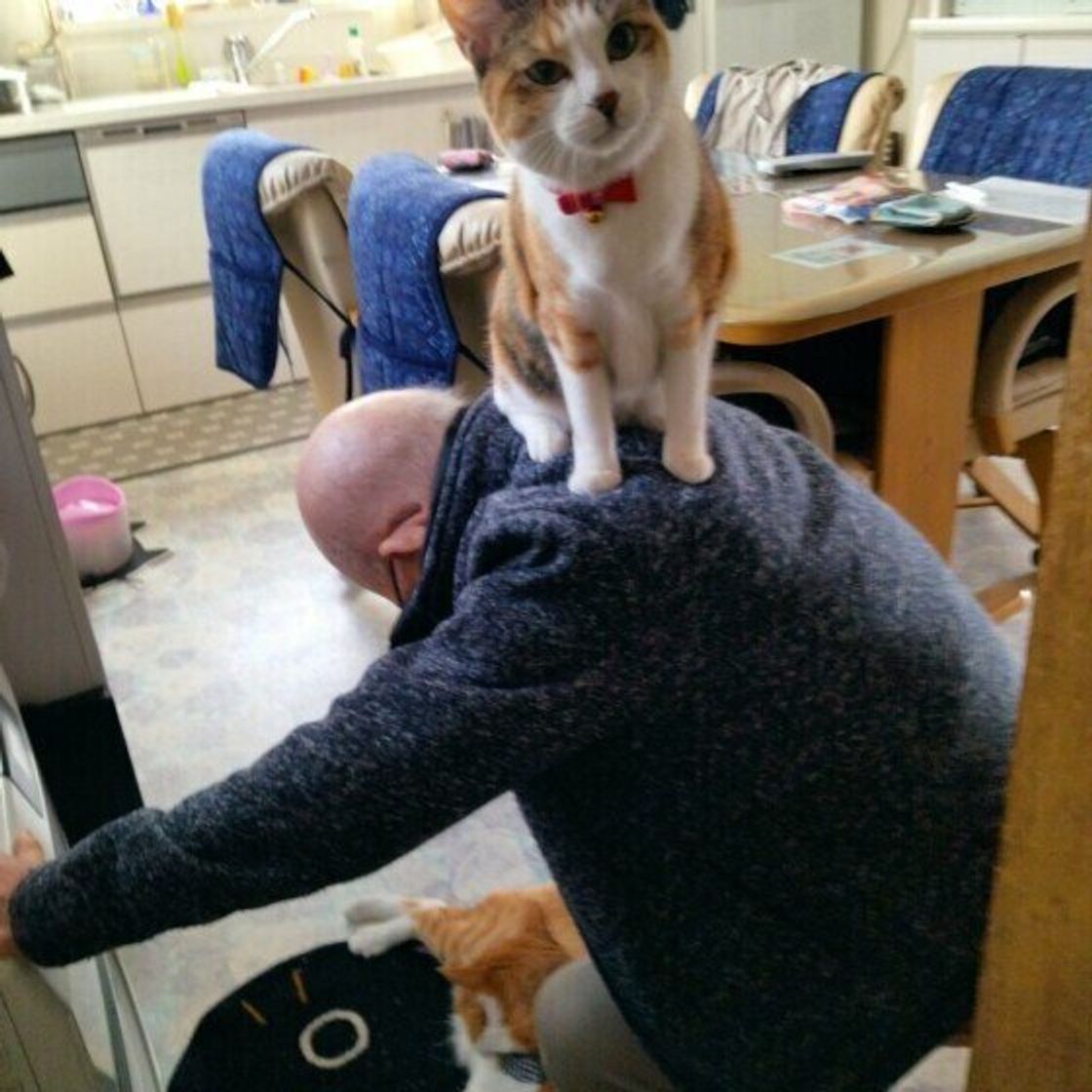 猫が人を 踏みつける 理由 ポイントは 信頼関係 だった ねこのきもちweb Magazine 猫が人を 踏みつける 理由 ポイントは 信頼関係 だった ねこのきもちweb Magazine