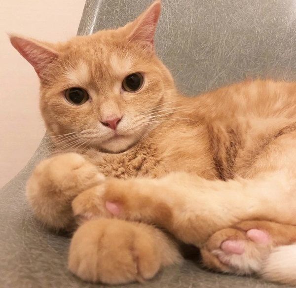 爪とぎ器で遊ぶ猫