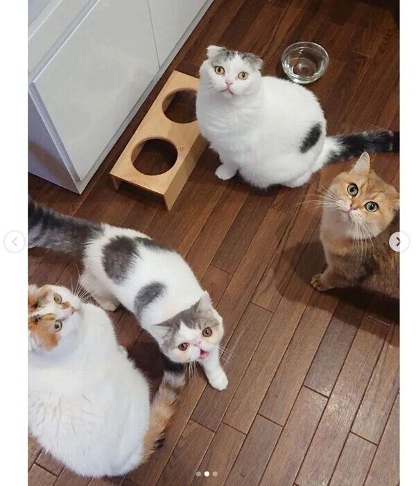 「ごはんの時間」で集合する4匹