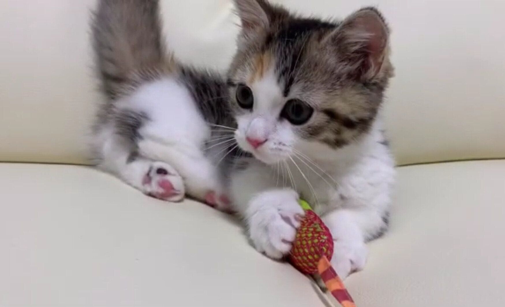 ネズミのおもちゃで遊ぶ子猫