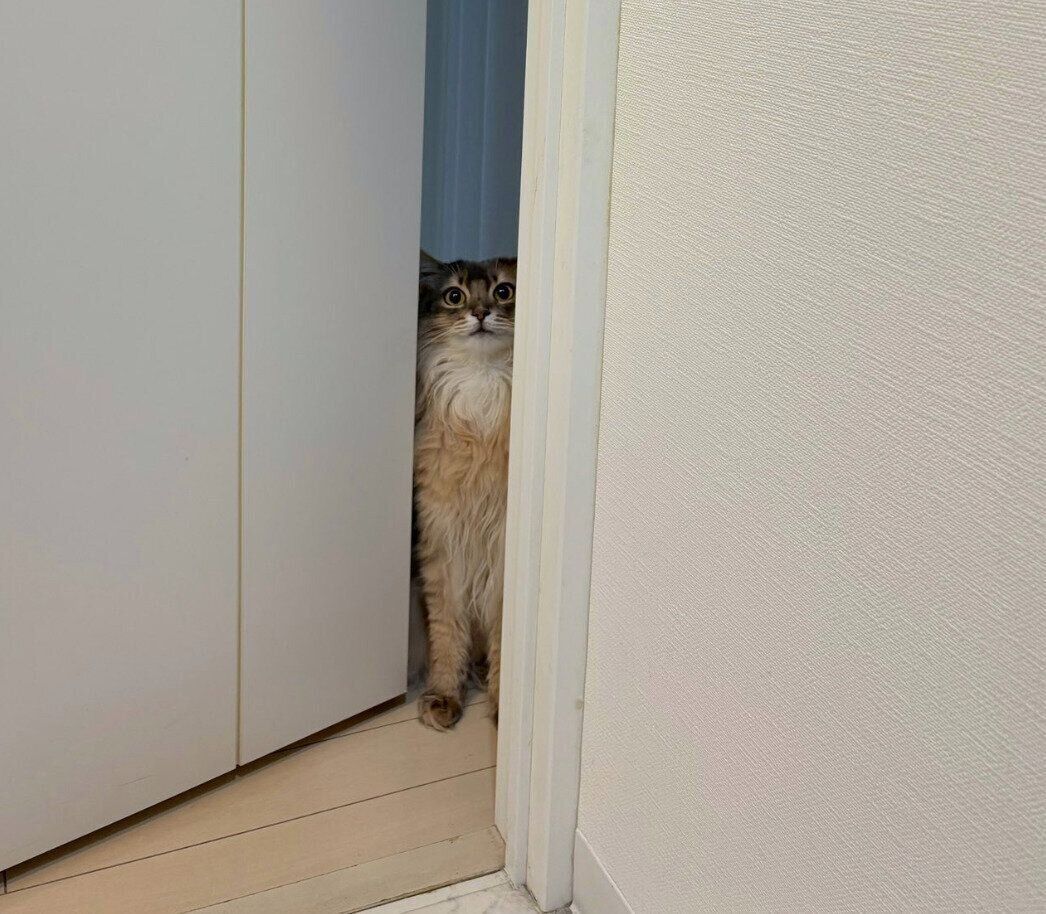 飼い主さんの様子を見に来たこはくちゃん