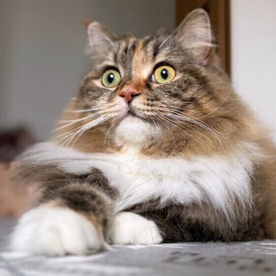 サイベリアンのうにもちゃん