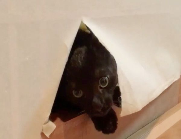 障子からひょっこり顔を出す猫