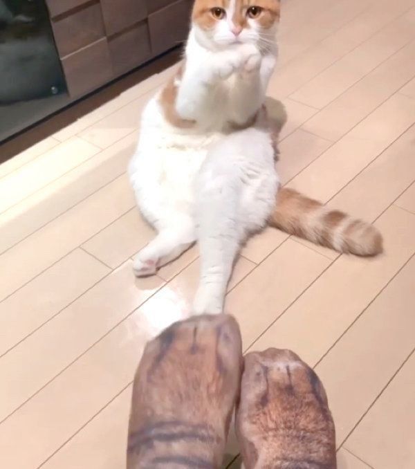 おねだりポーズをするヌコ太郎ちゃんと飼い主さん