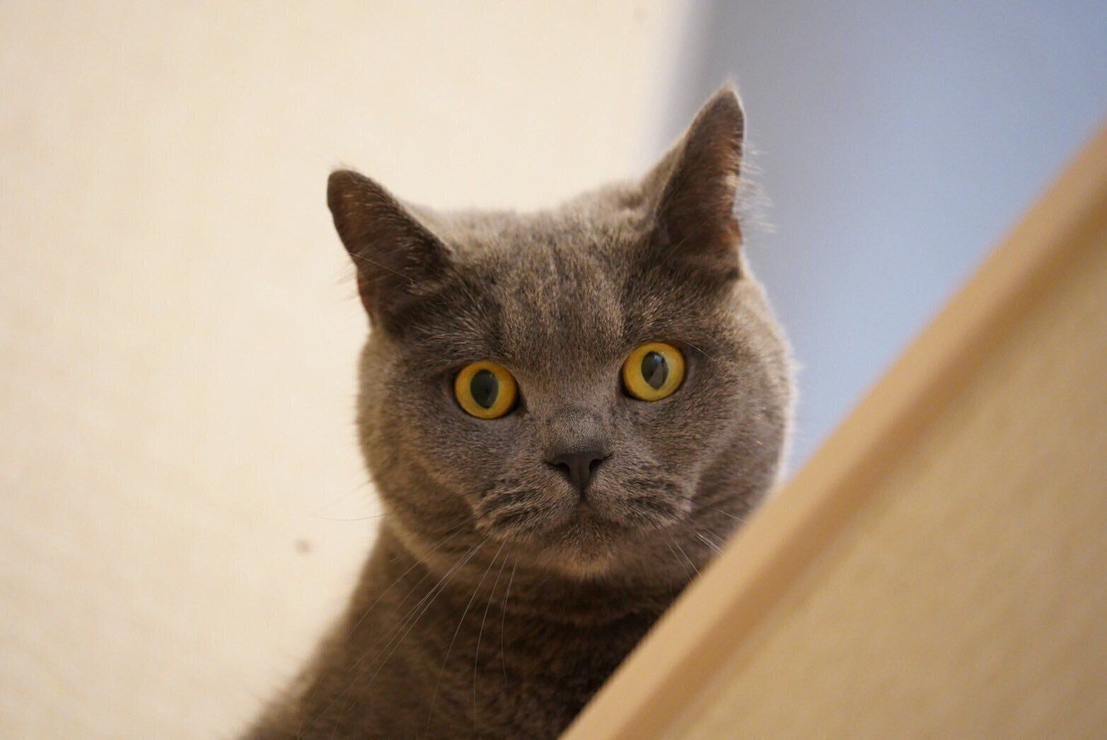 キレイな瞳が印象的なかまぼこくん