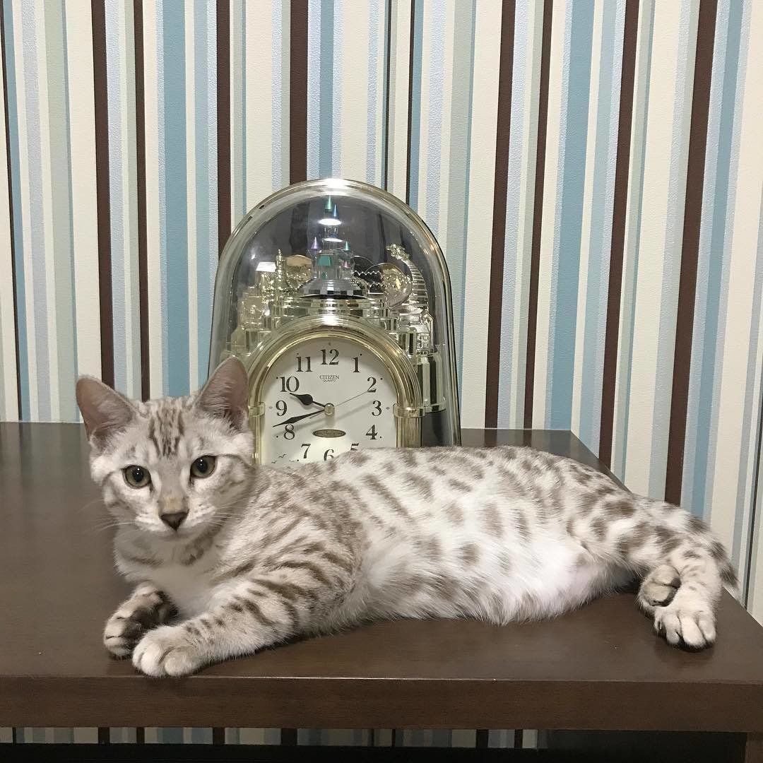 ベンガル_スノースポテッドタビー